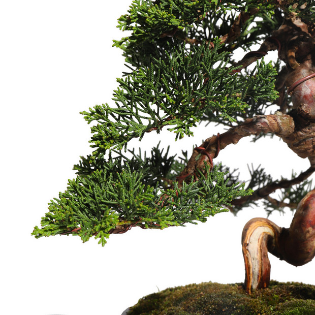 真柏　-Japanese Juniper-　（推定樹齢30年）-M0014- 詳細画像
